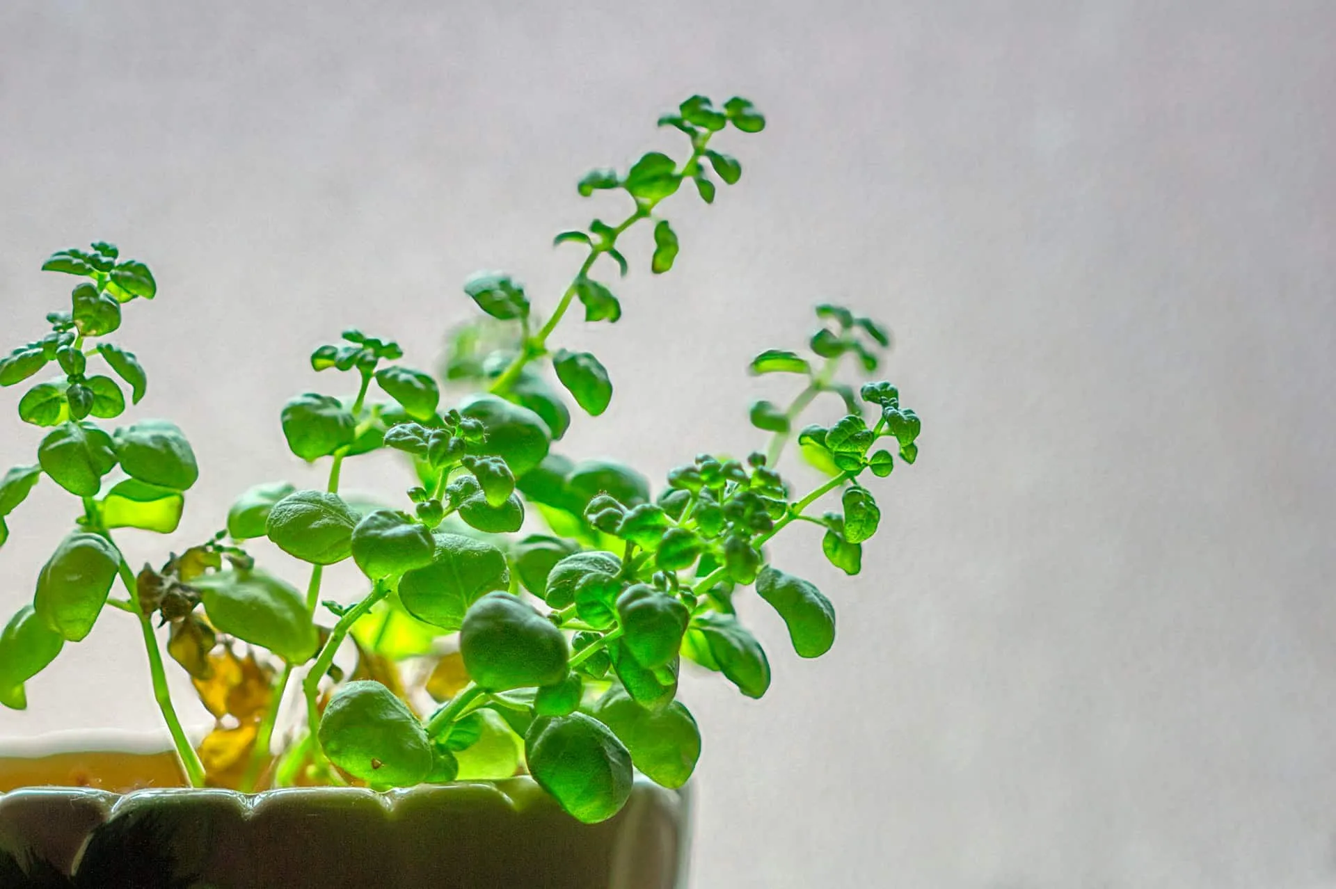 Community-Led Growth: Turning Customers into Brand Advocates