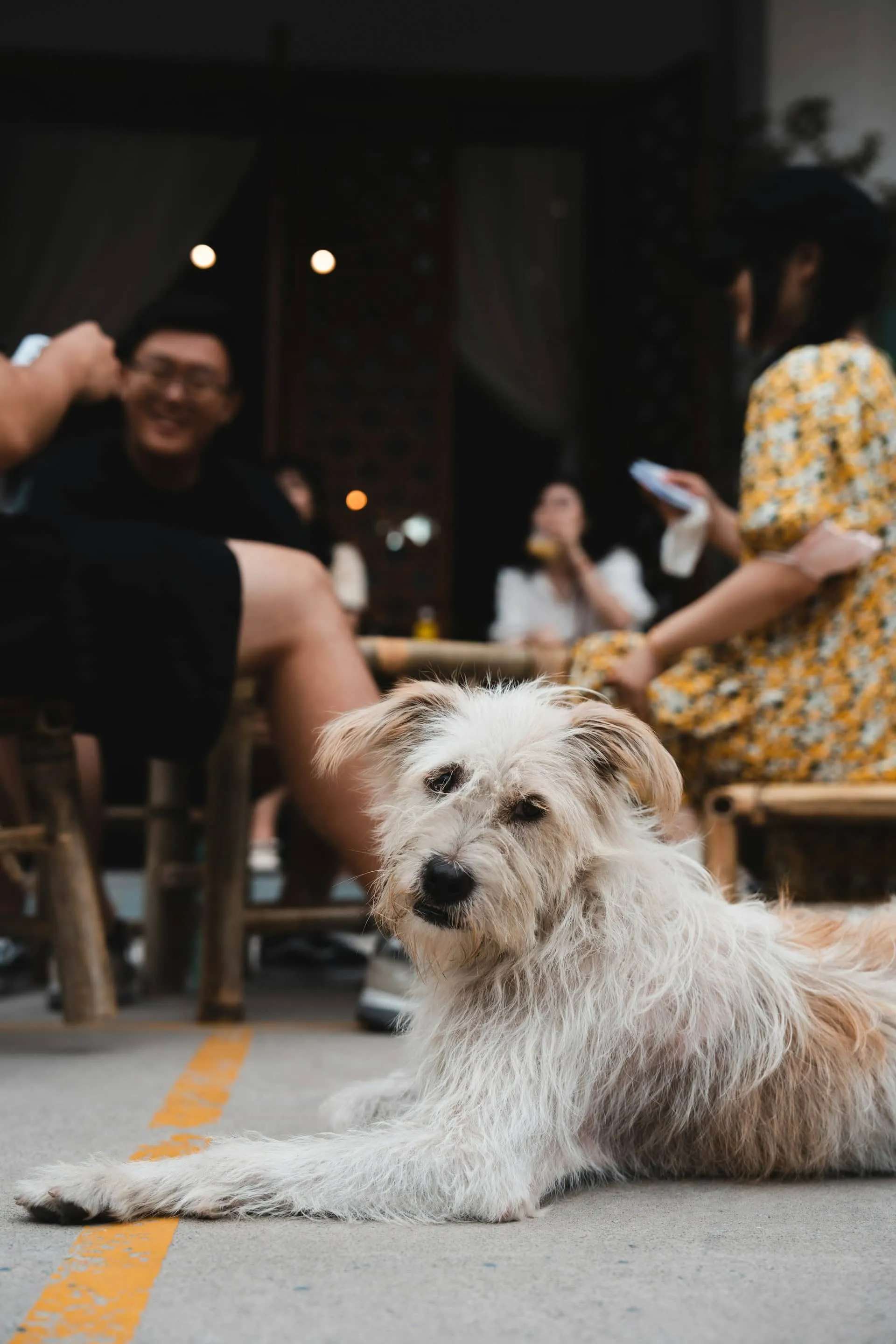 Pet-Friendly Cafe: Etika Berbagi Ruang dengan Sahabat Setia